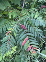 Rhus typhina
