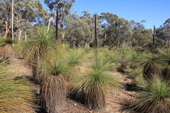 Xanthorrhoea acanthostachya