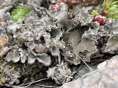 Peltigera canina