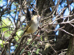 Acanthiza pusilla
