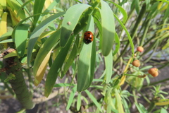 Coccinella algerica