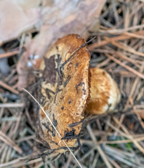 Lactarius scrobiculatus
