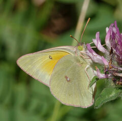 Colias christina
