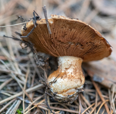 Lactarius scrobiculatus