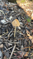 Conocybe