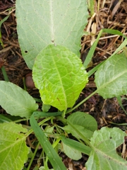 Rumex obtusifolius