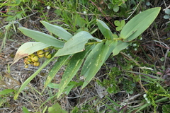 Maianthemum stellatum