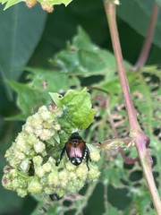 Popillia japonica