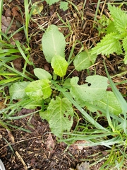 Rumex obtusifolius
