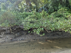 Sonneratia caseolaris