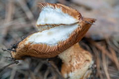 Lactarius scrobiculatus