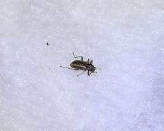 Stenelmis