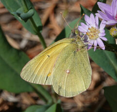 Colias christina