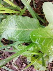 Rumex obtusifolius