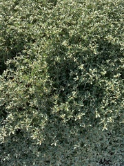 Croton monanthogynus
