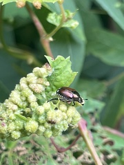 Popillia japonica