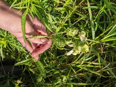 Pedicularis lanceolata