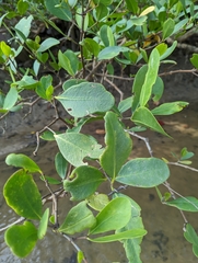 Sonneratia caseolaris