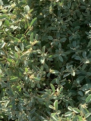 Croton monanthogynus