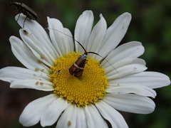 Adela australis