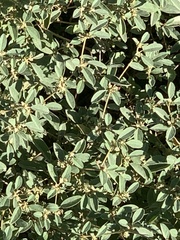 Croton monanthogynus