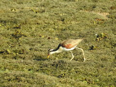 Jacana jacana