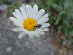 Leucanthemum vulgare