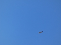 Buteo buteo