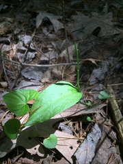 Ophioglossum pusillum