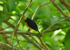 Euphonia xanthogaster