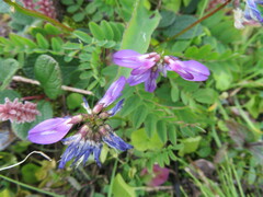 Astragalus alpinus