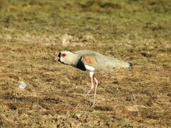 Vanellus chilensis