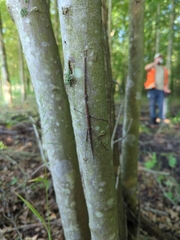 Diapheromera femorata