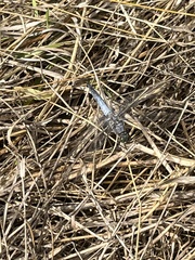 Orthetrum cancellatum