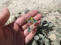 Medicago minima