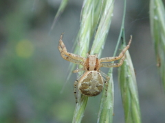 Xysticus cristatus