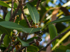 Mischocyttarus mexicanus