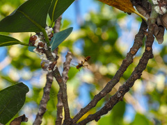 Mischocyttarus mexicanus