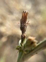 Cichorium intybus