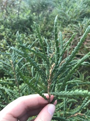 Comptonia peregrina