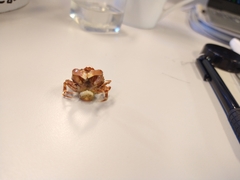 Liocarcinus pusillus