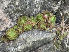 Sempervivum globiferum