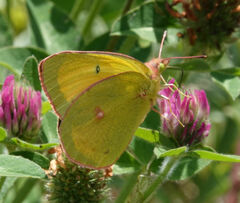 Colias christina