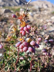 Berberis