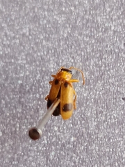 Phyllobrotica quadrimaculata