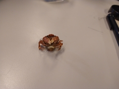 Liocarcinus pusillus