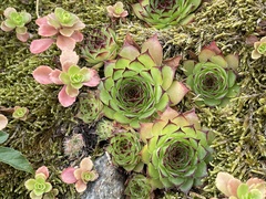 Sempervivum globiferum