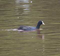 Fulica atra