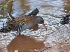 Rallus aquaticus