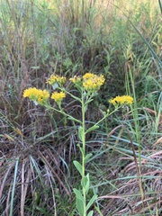 Solidago rigida